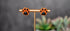 Orange paw print stud earrings with black pads