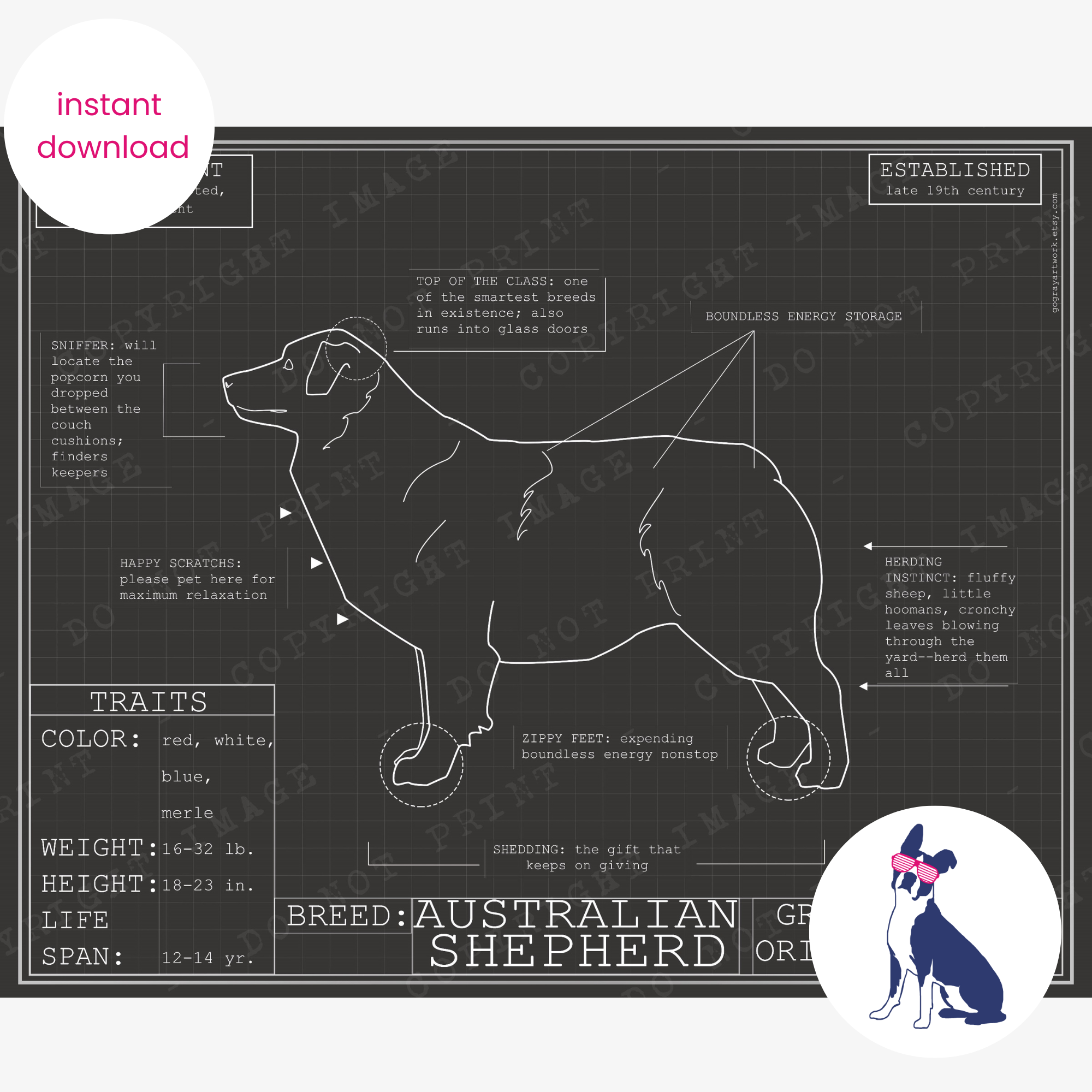 Downloadable Australian shepherd dog breed blueprint artwork
