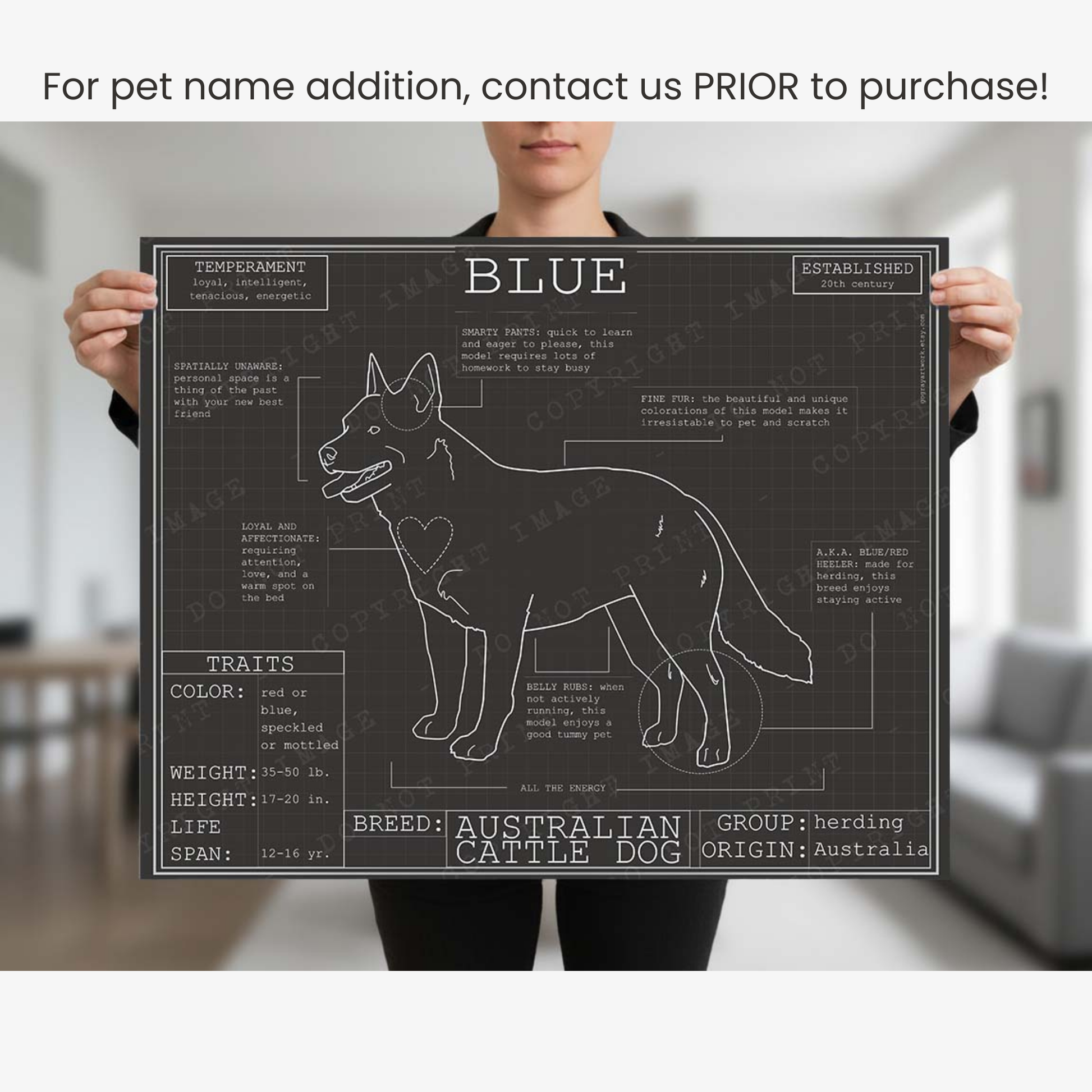 Downloadable Australian cattle dog breed blueprint artwork