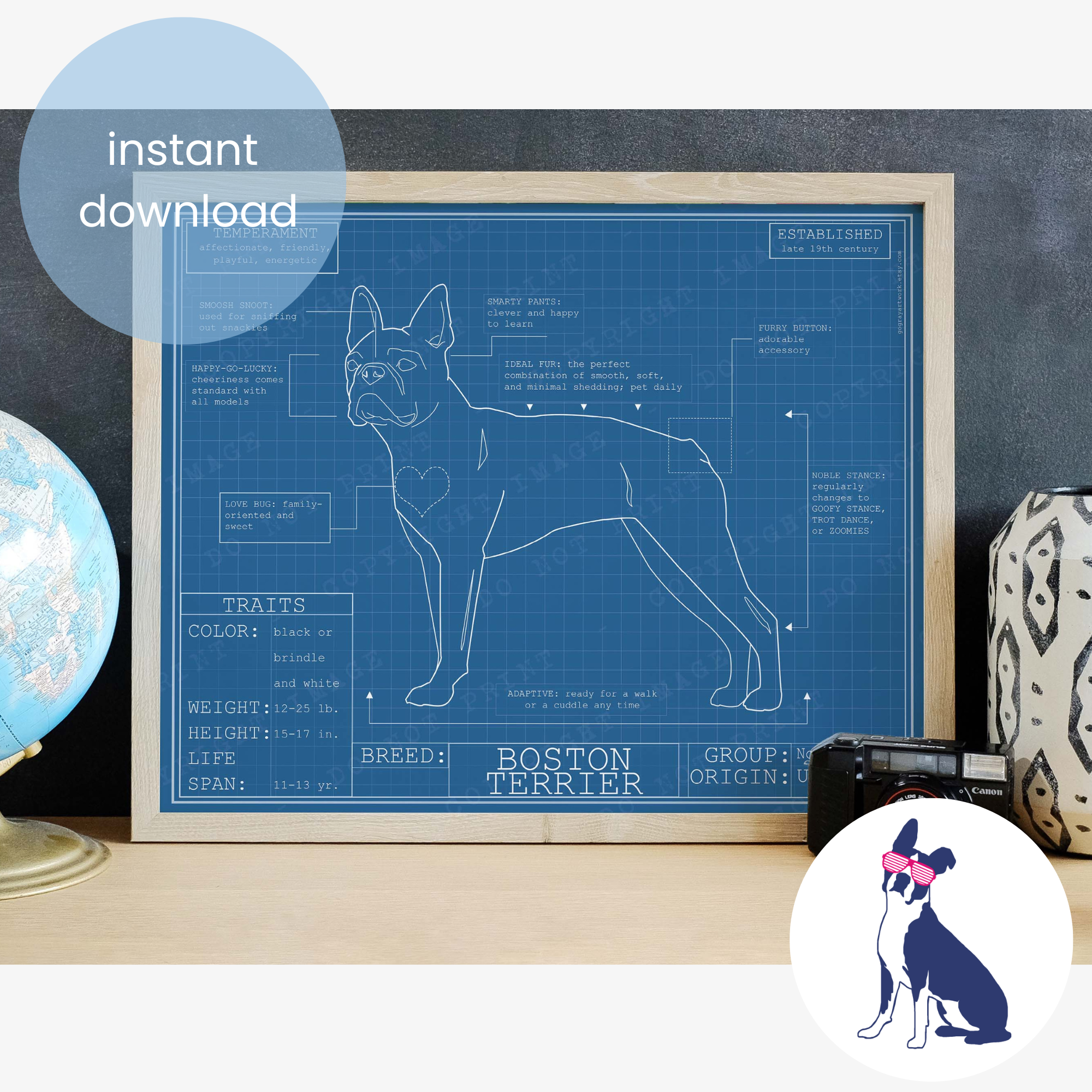 Downloadable Boston terrier dog breed blueprint artwork