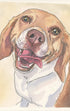 custom pet painting Artistic illustration of a dog with a light brown coat and white chest on a beige background.
