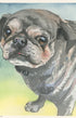 personalized pet art Artistic illustration of a pug dog with a watercolor background