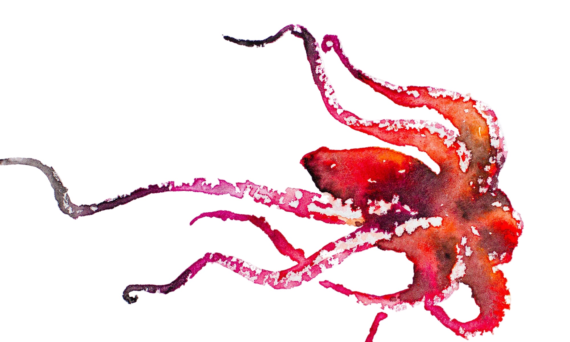 Colorful octopus illustration on a white background