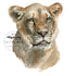 Watercolor painting of a lioness head