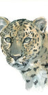 Watercolor painting of a leopard on a white background