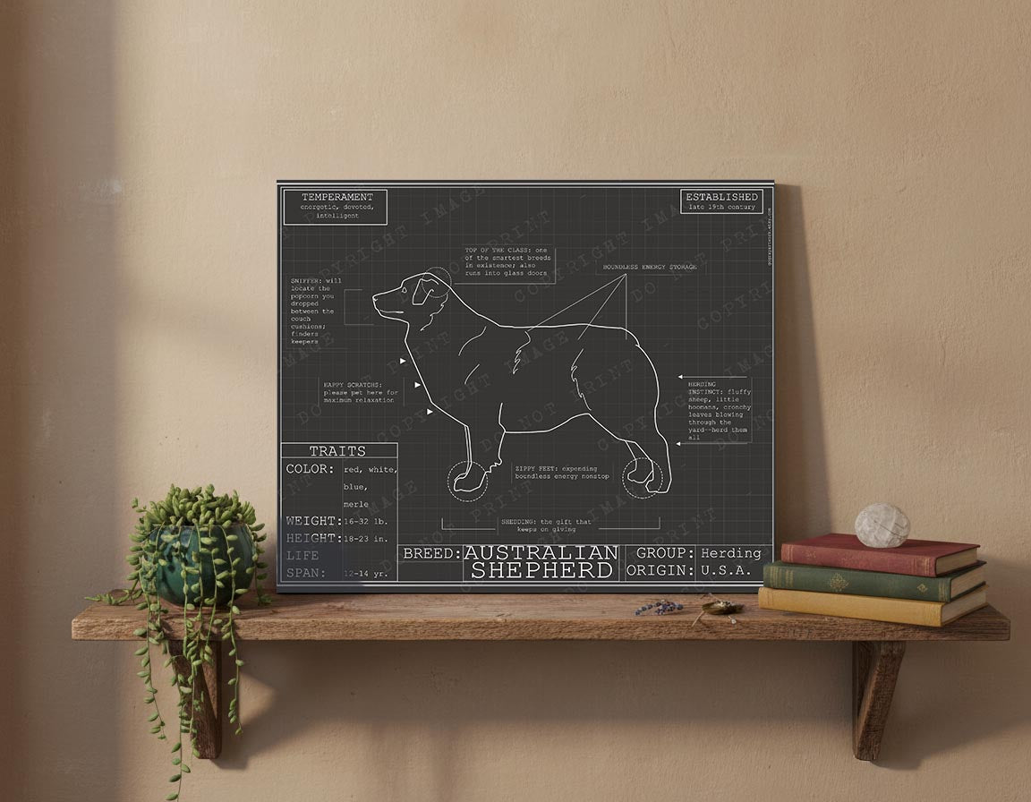 Downloadable Australian shepherd dog breed blueprint artwork