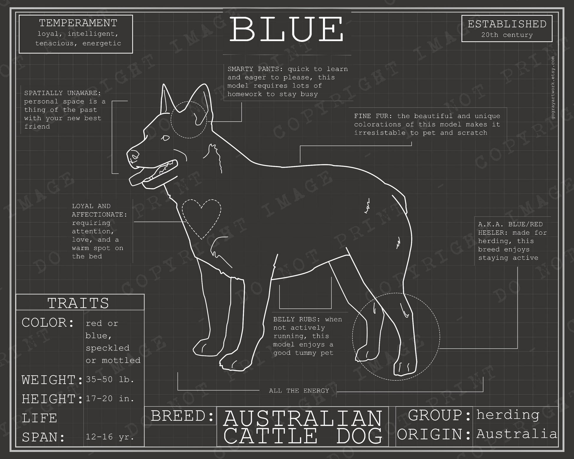 Blueprint of Australian cattle dog blue healer poster artwork