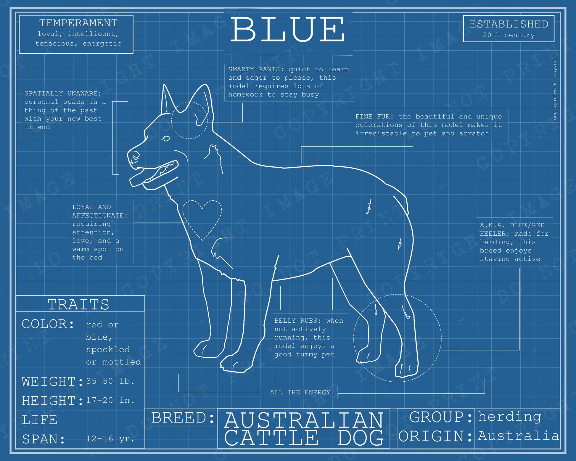 Blueprint of Australian cattle dog blue healer poster artwork