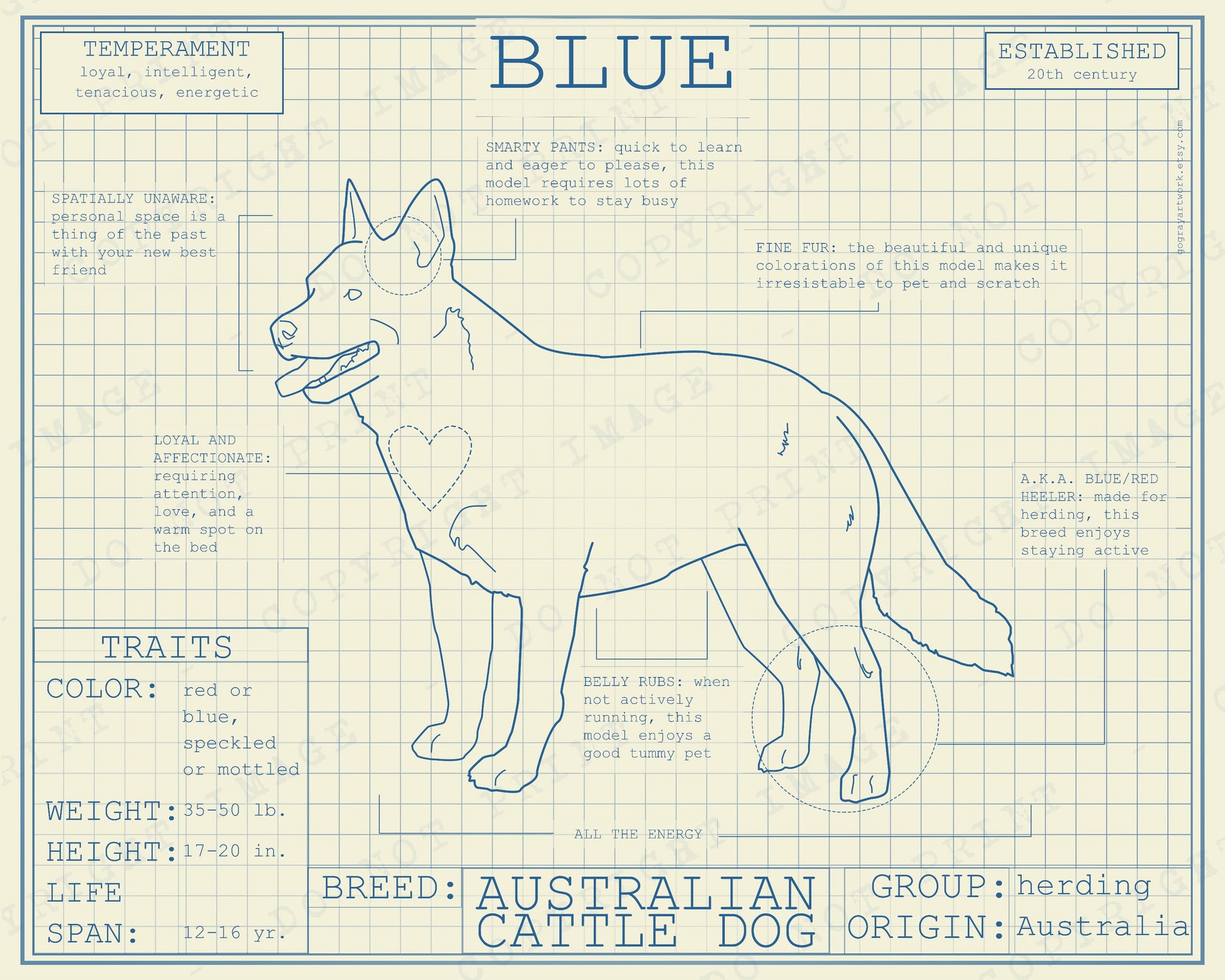 Blueprint of Australian cattle dog blue healer poster artwork