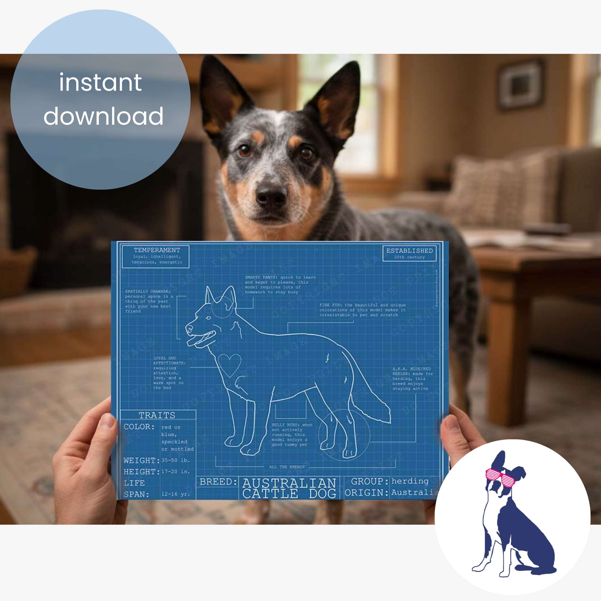 Downloadable Australian cattle dog breed blueprint artwork