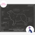 Downloadable Australian shepherd dog breed blueprint artwork