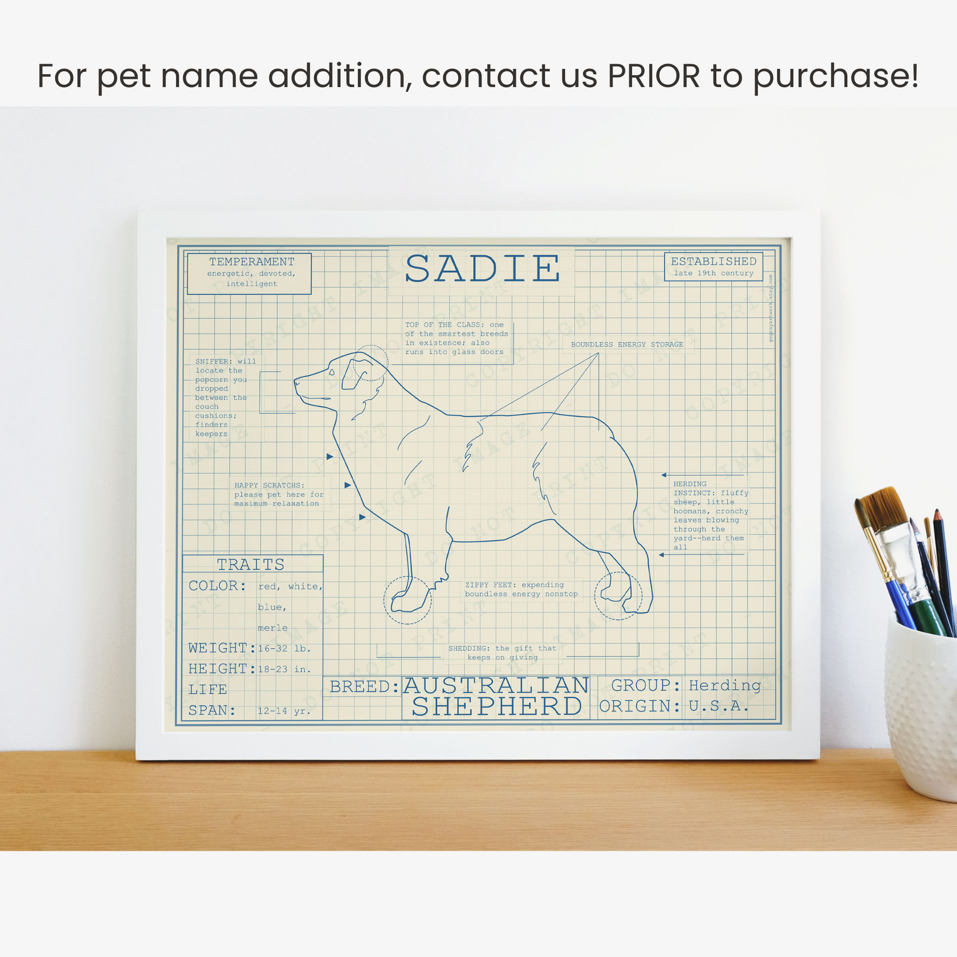 Downloadable Australian shepherd dog breed blueprint artwork