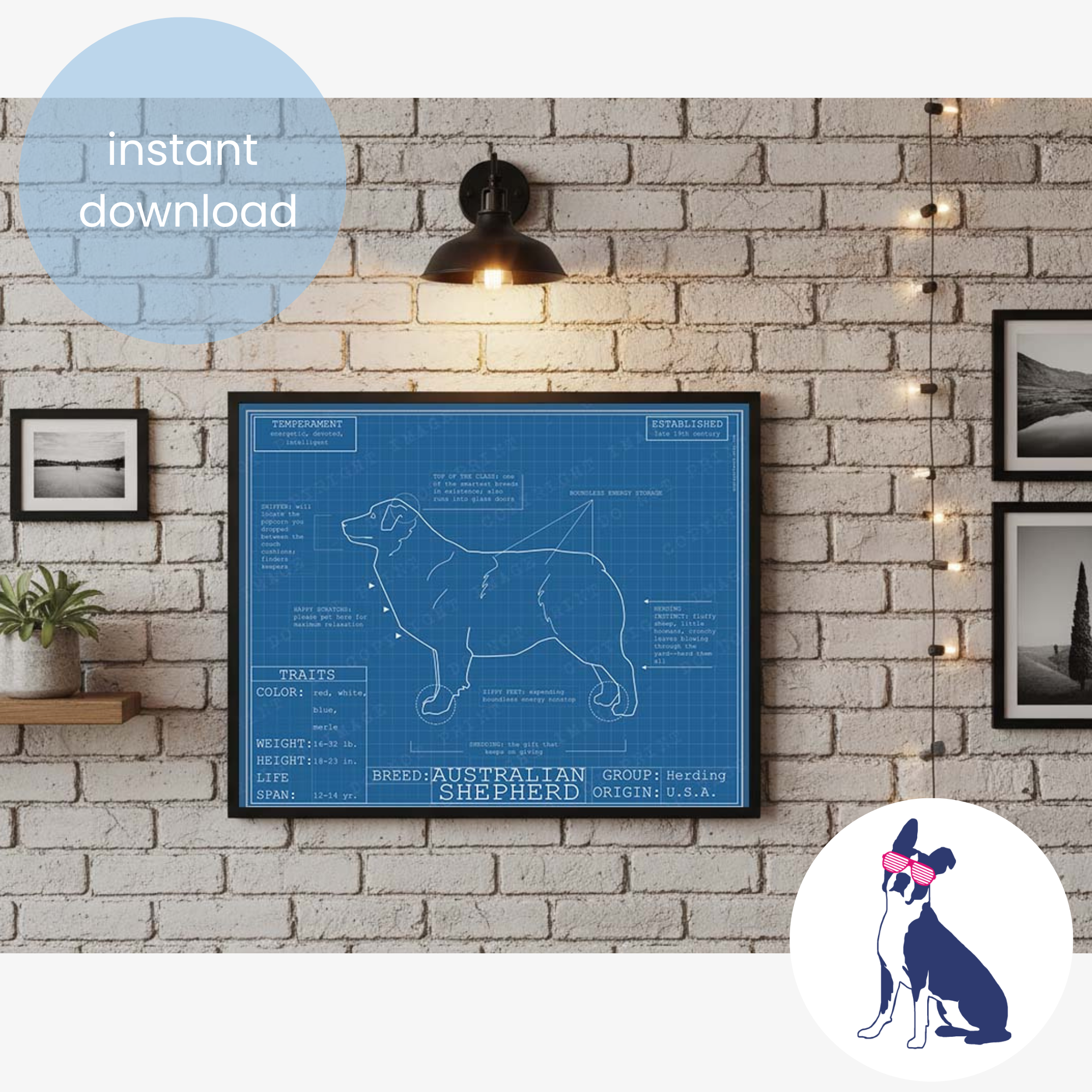 Downloadable Australian shepherd dog breed blueprint artwork