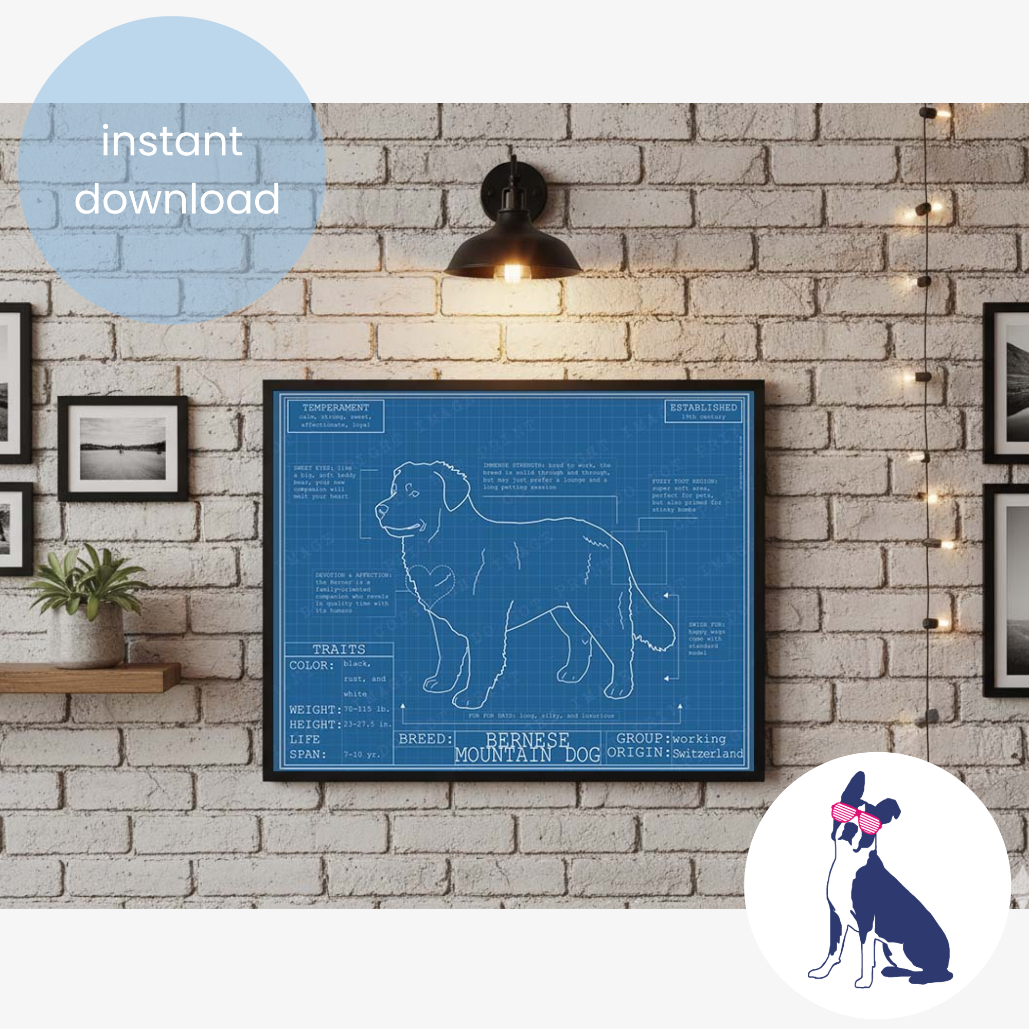 Downloadable Bernese Mountain dog breed blueprint artwork
