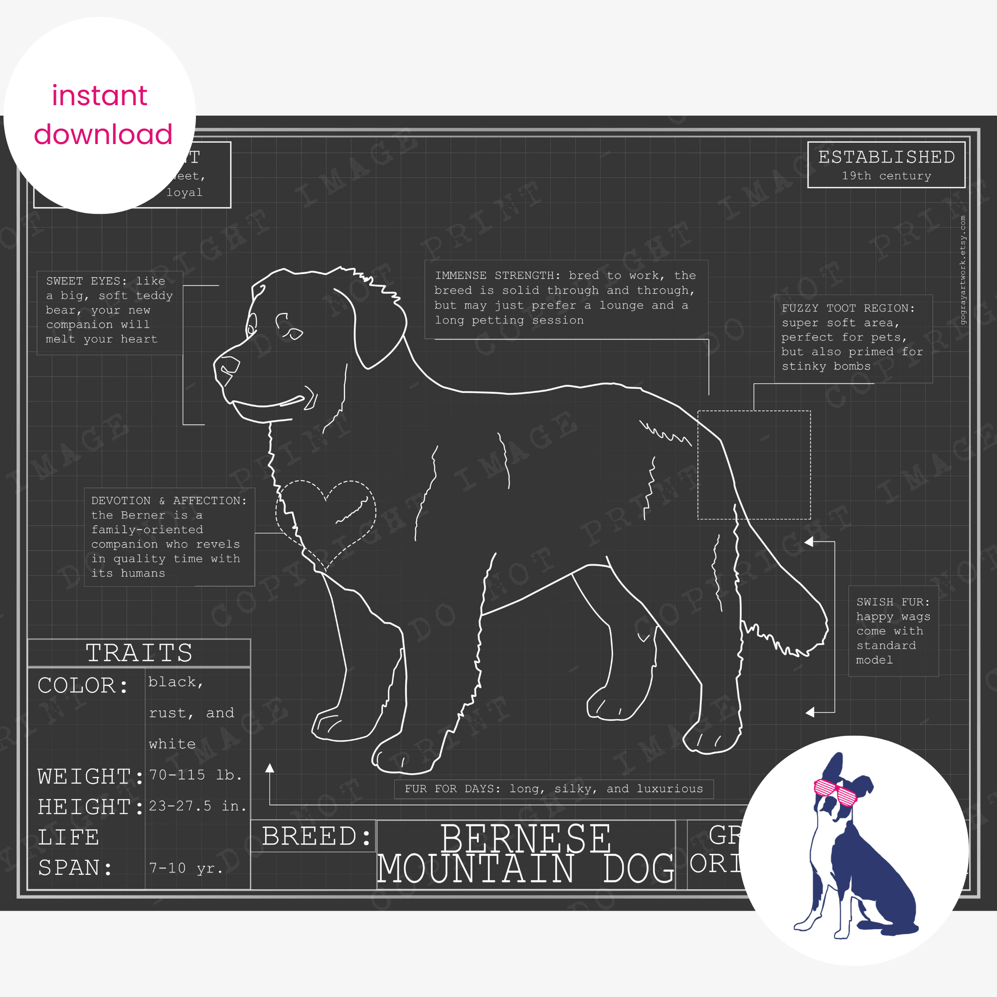 Downloadable Bernese Mountain dog breed blueprint artwork