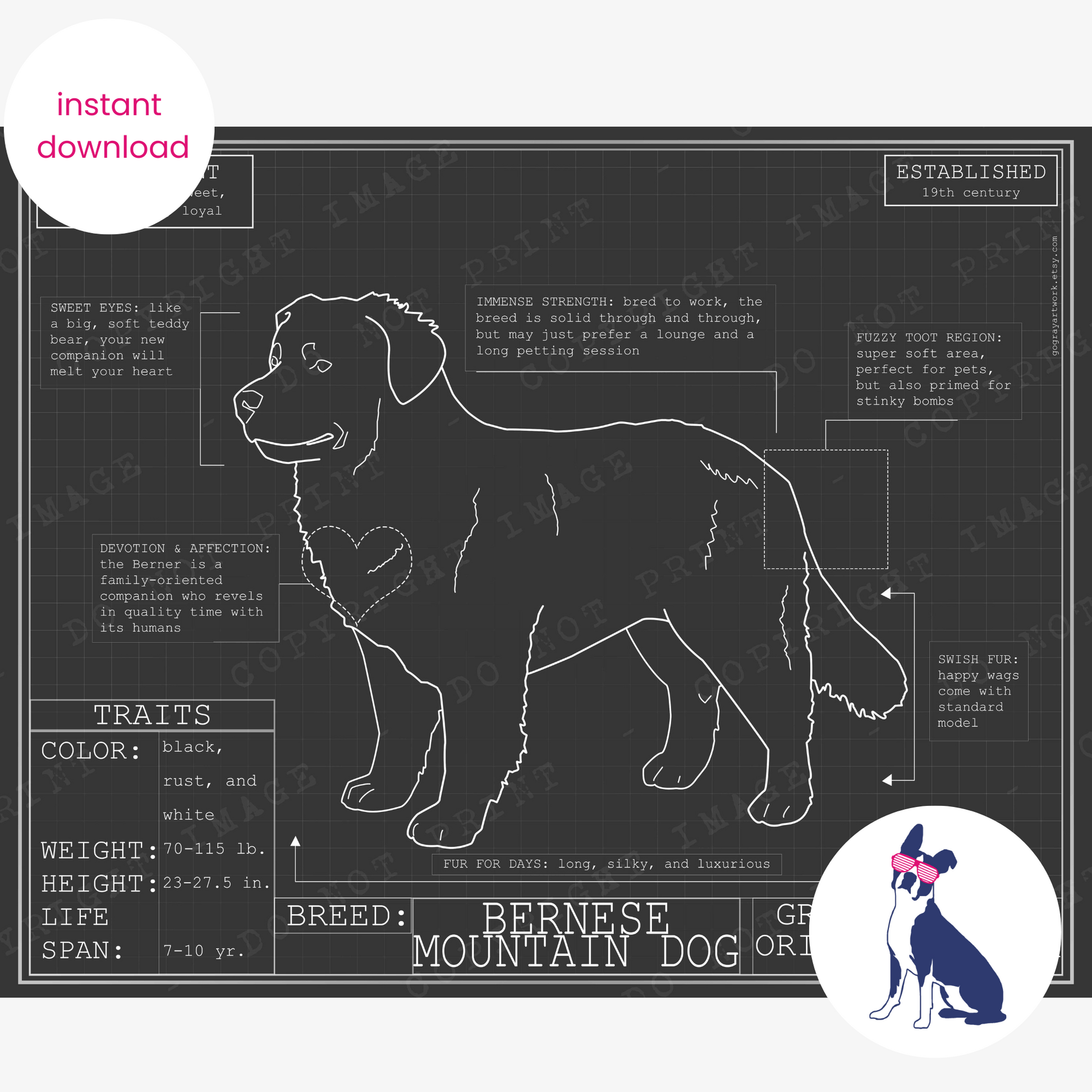Downloadable Bernese Mountain dog breed blueprint artwork