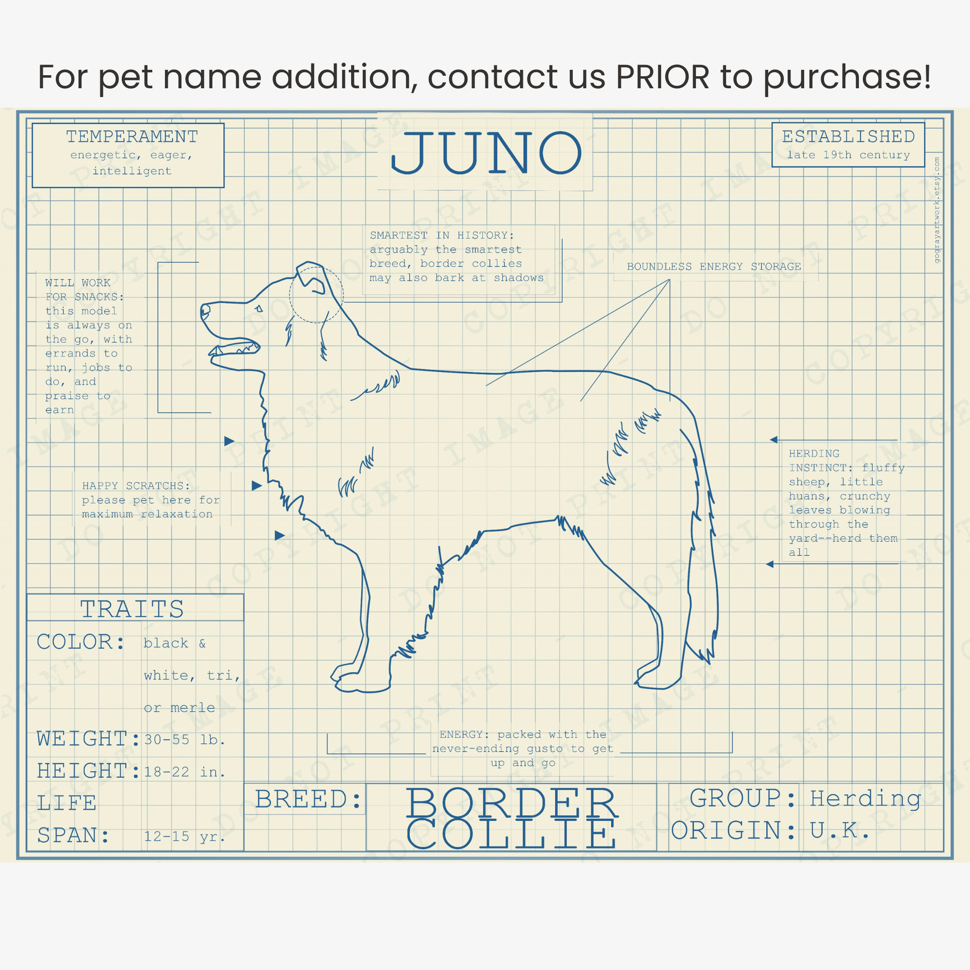 Downloadable Border collie dog breed blueprint artwork