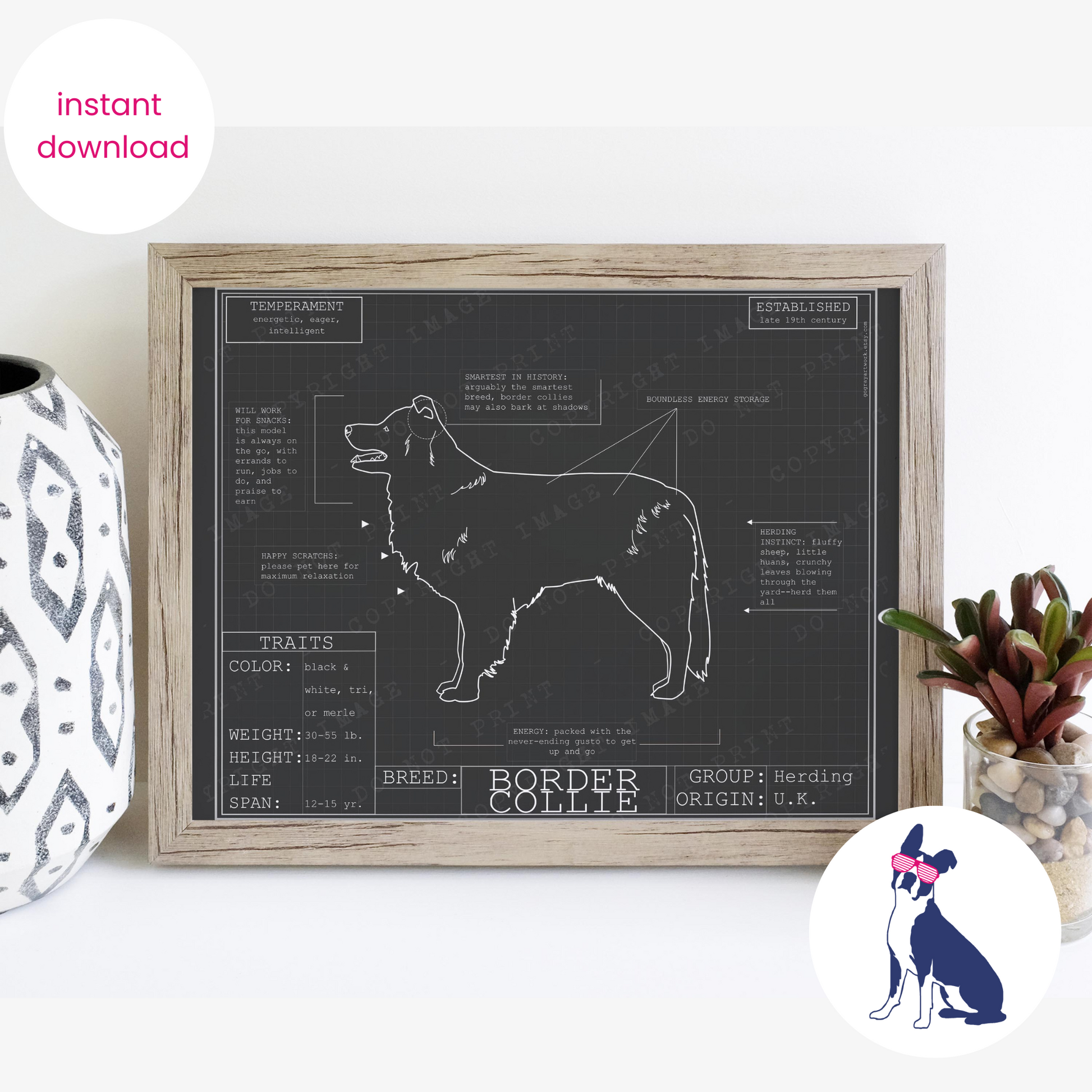 Downloadable Border collie dog breed blueprint artwork