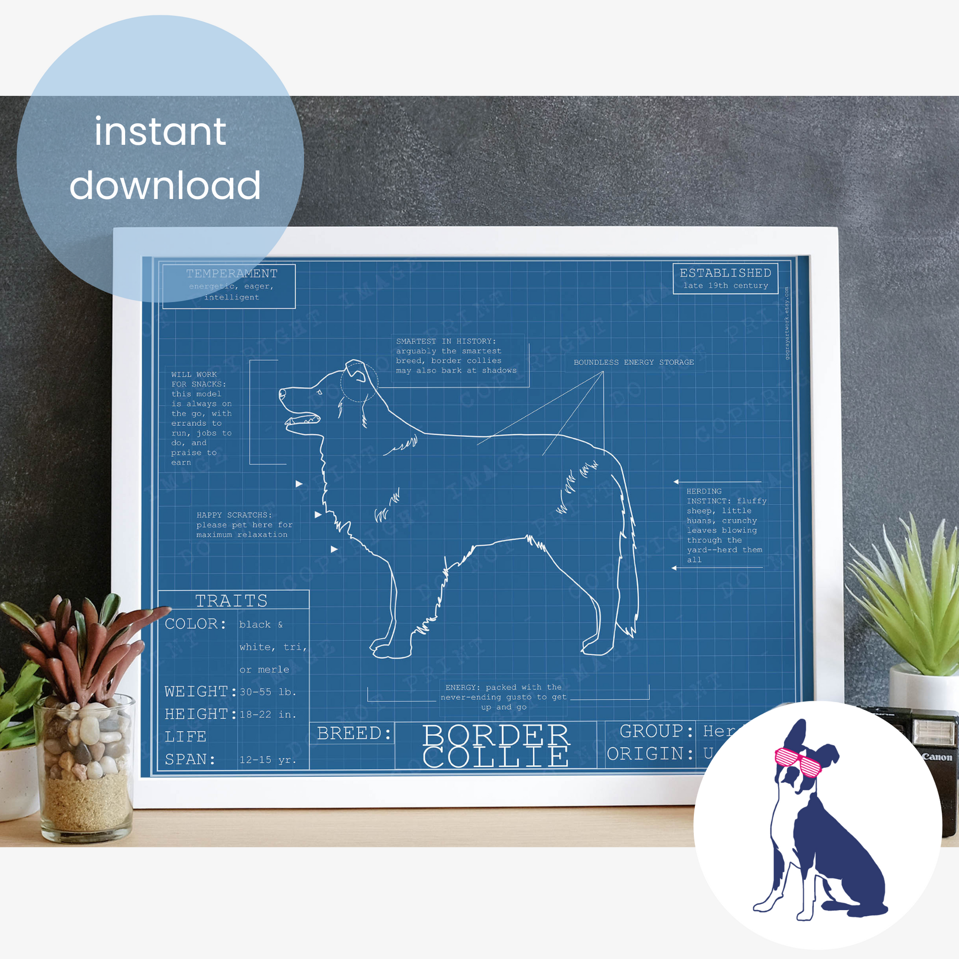 Downloadable Border collie dog breed blueprint artwork