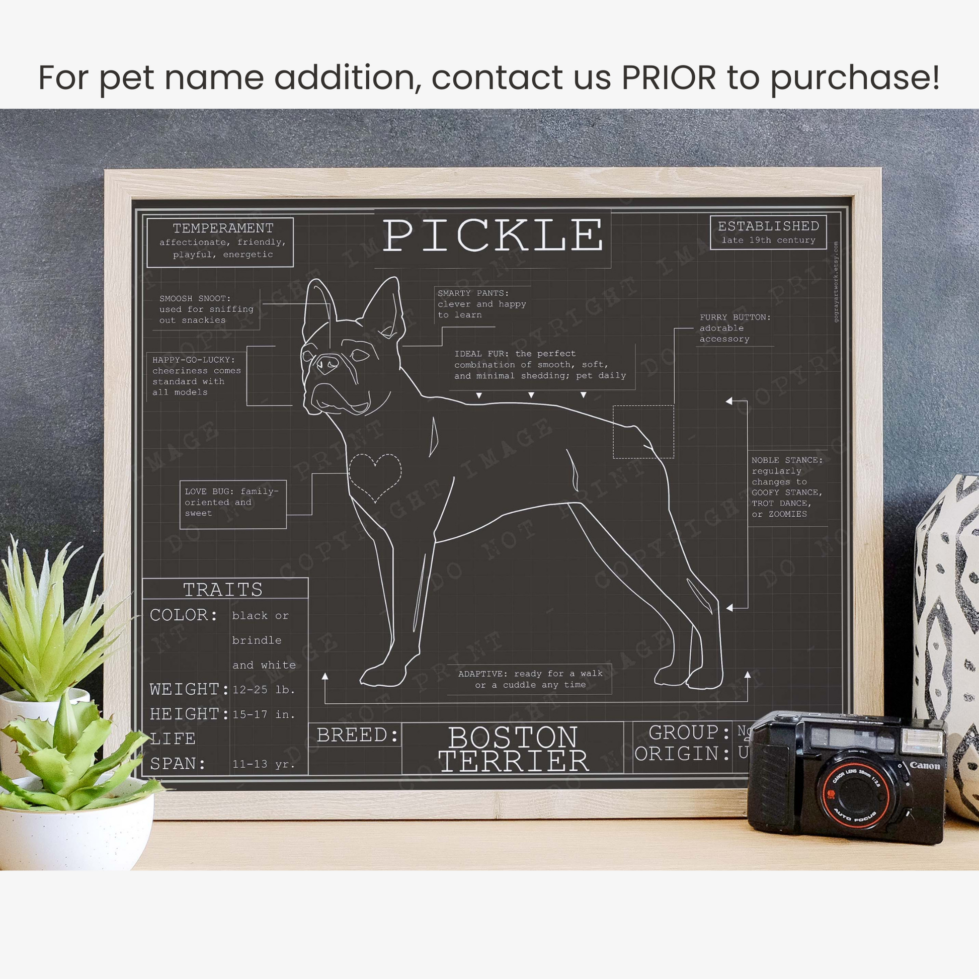 Downloadable Boston terrier dog breed blueprint artwork