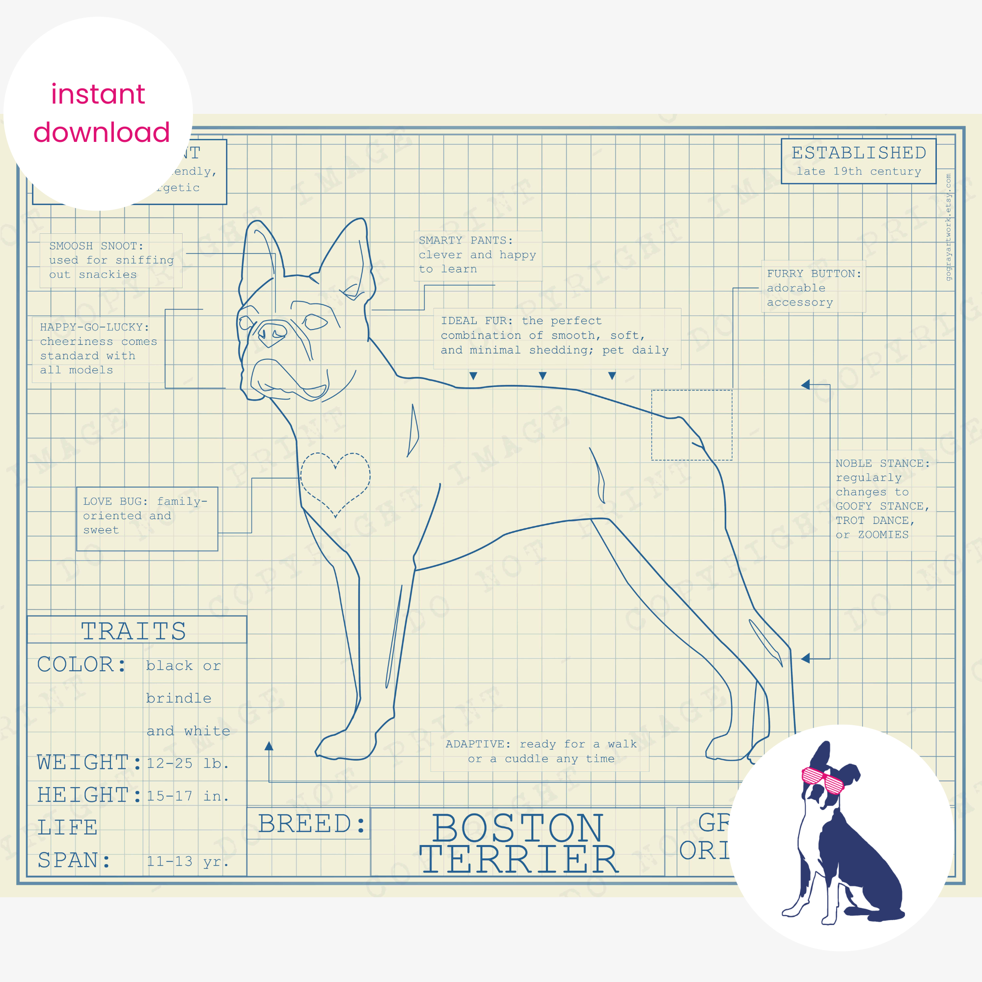 Downloadable Boston terrier dog breed blueprint artwork