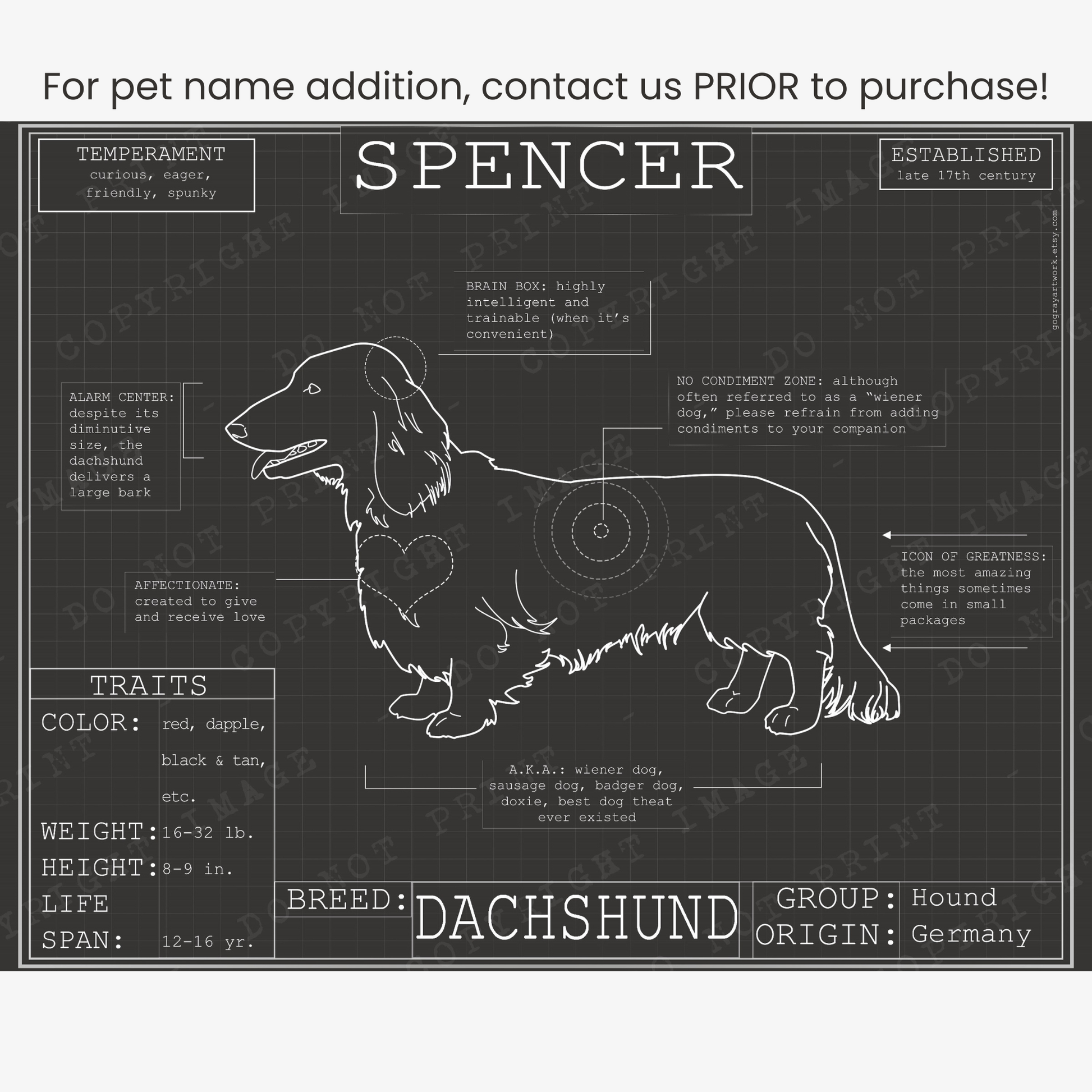 Downloadable dachshund dog breed blueprint artwork