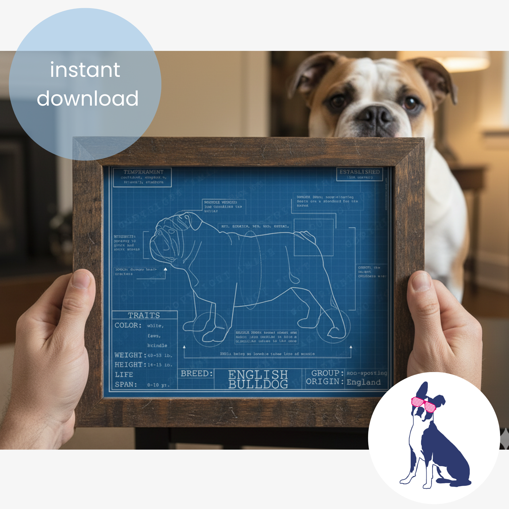 Downloadable English Bulldog dog breed blueprint artwork