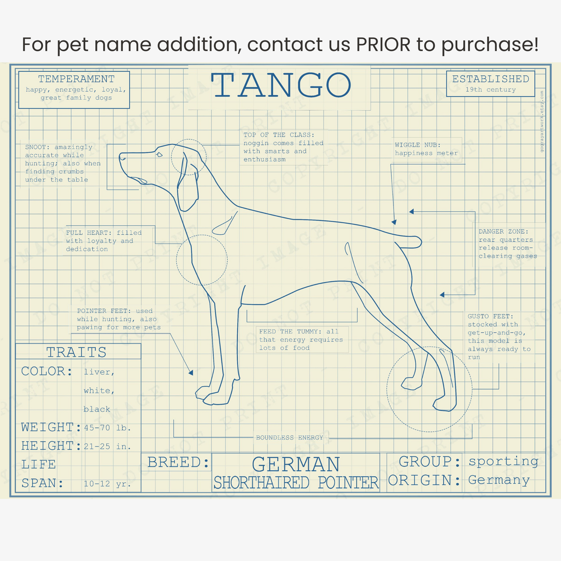 Downloadable German Shorthaired Pointer dog breed blueprint artwork