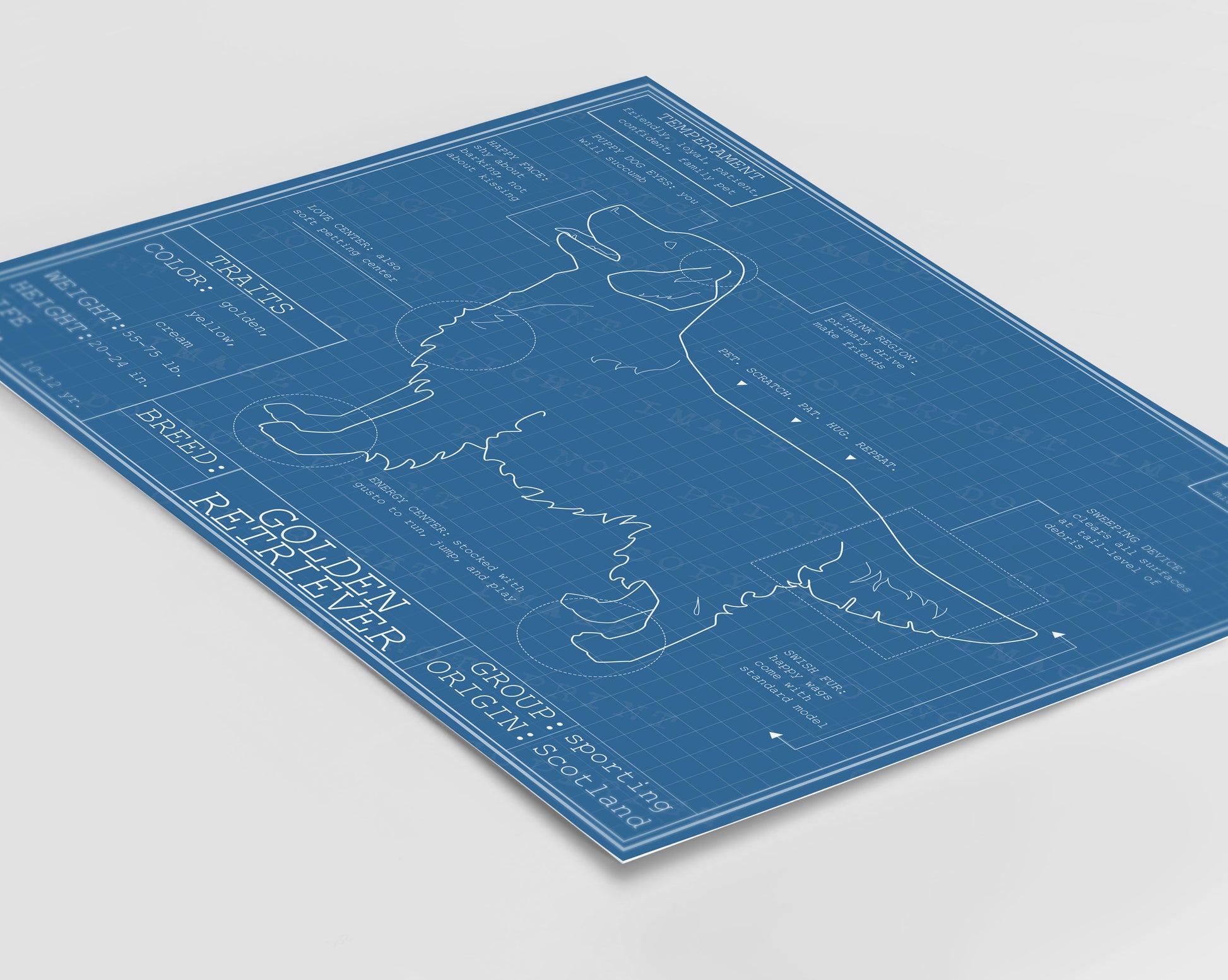Downloadable golden retriever dog breed blueprint artwork