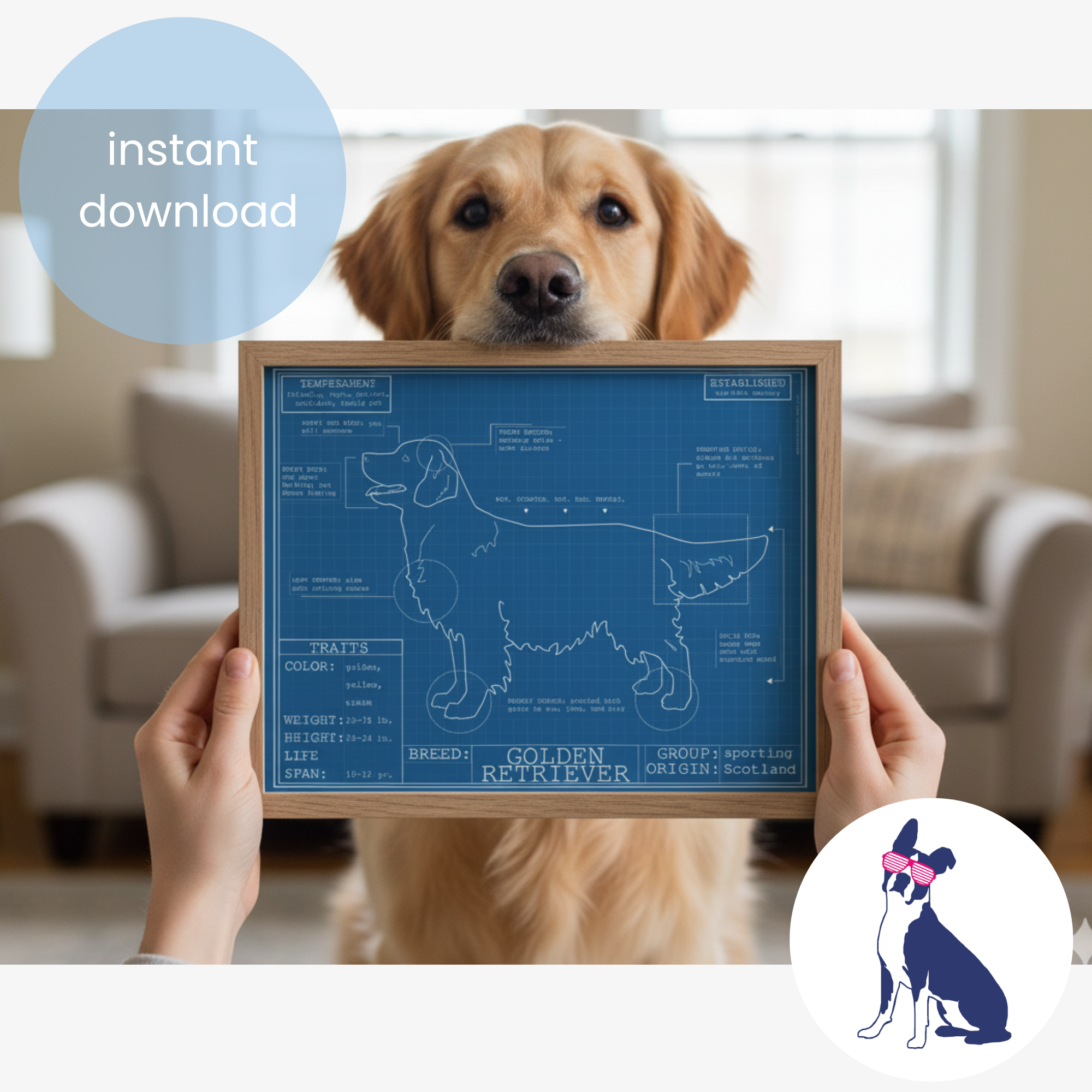 Downloadable golden retriever dog breed blueprint artwork