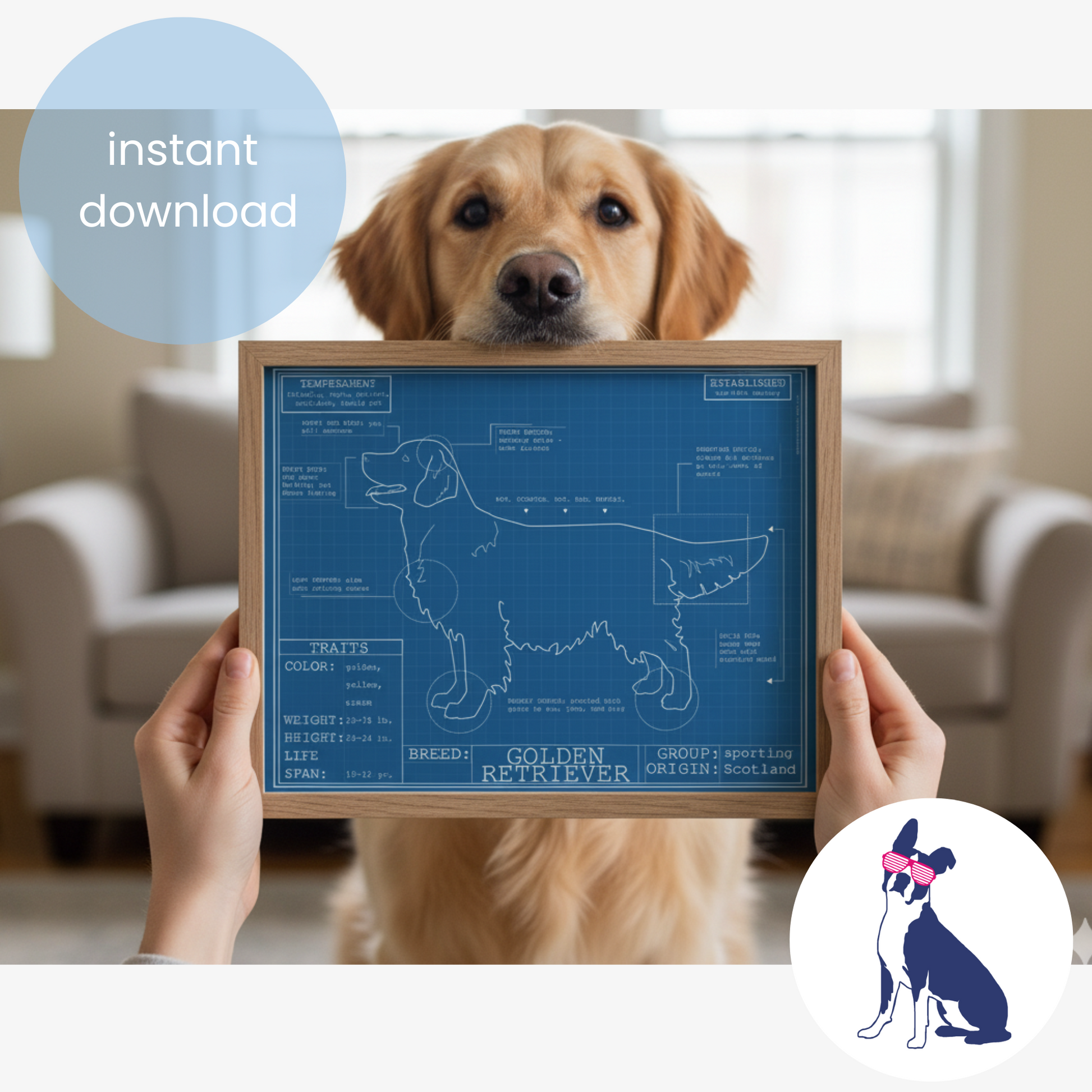 Downloadable golden retriever dog breed blueprint artwork