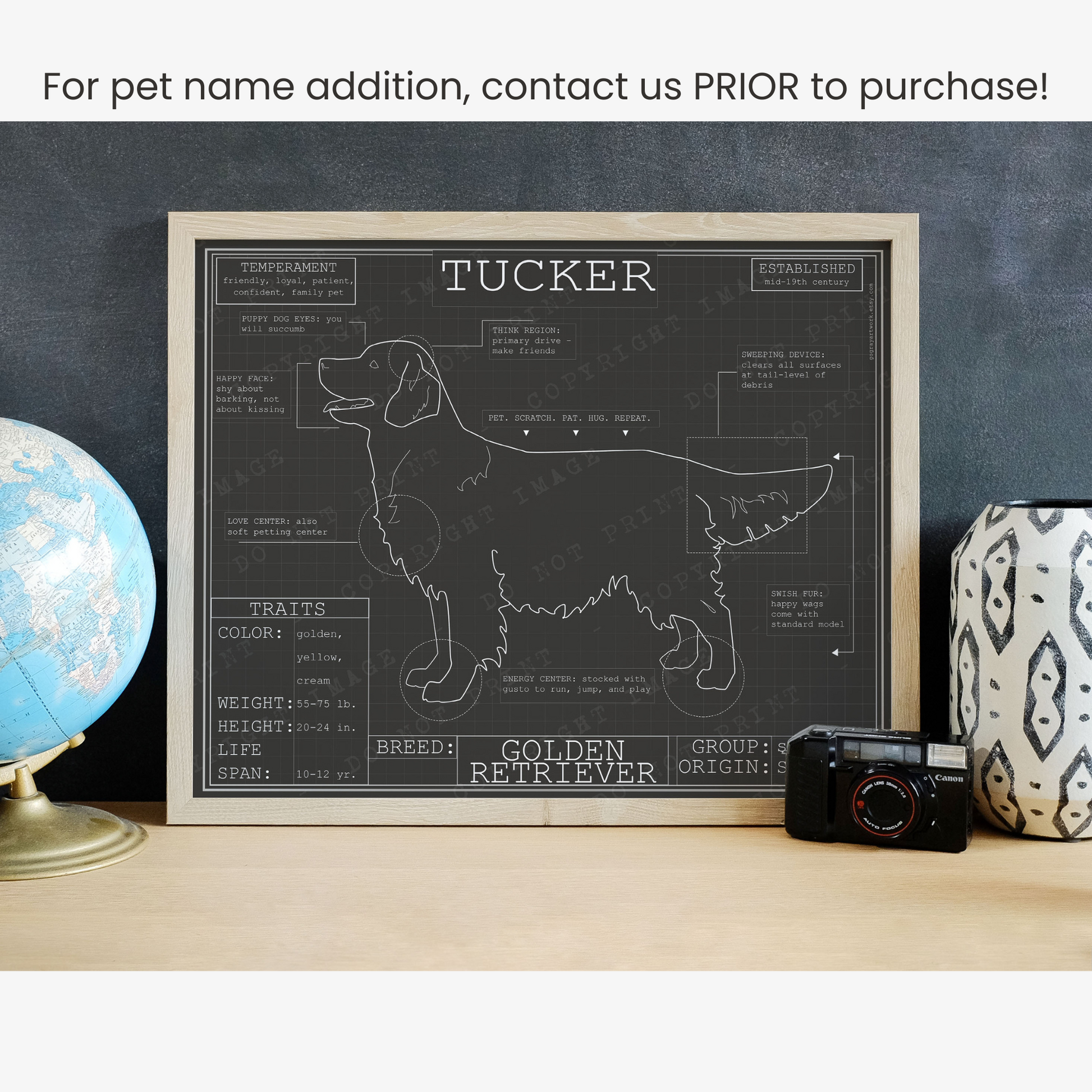 Downloadable golden retriever dog breed blueprint artwork