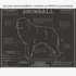 Downloadable great Pyrenees dog breed blueprint artwork