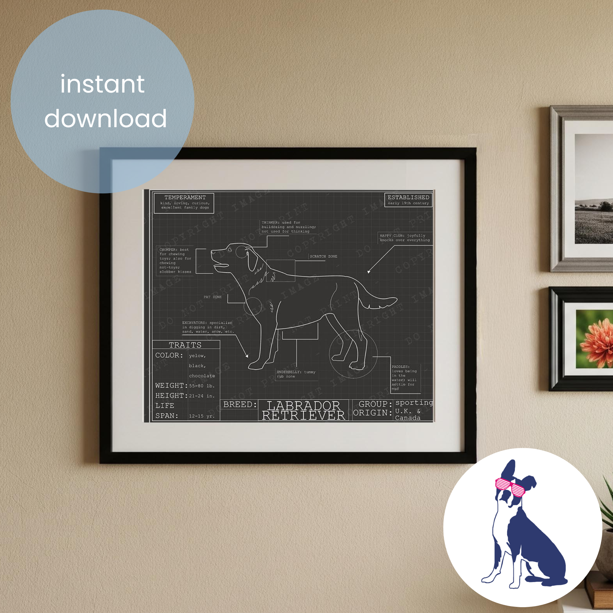 Downloadable Labrador retriever dog breed blueprint artwork