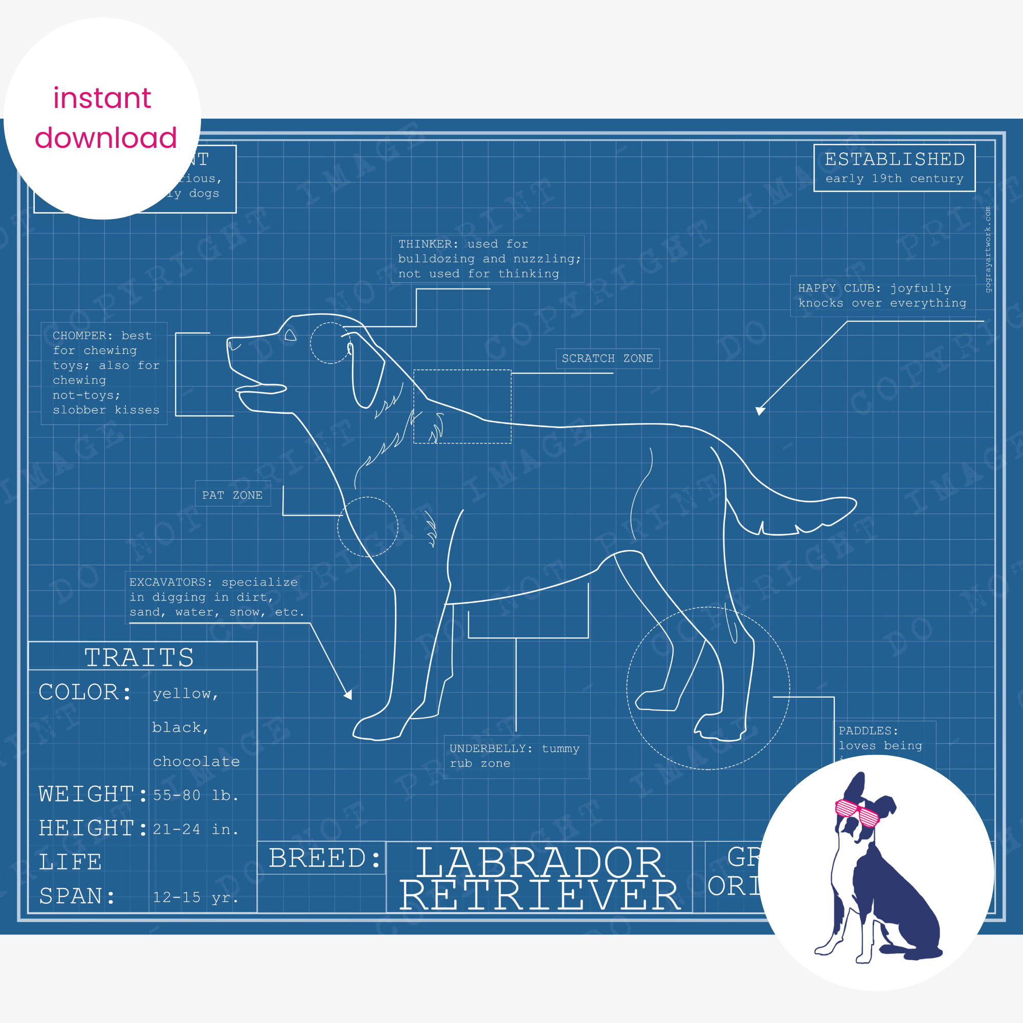 Downloadable Labrador retriever dog breed blueprint artwork
