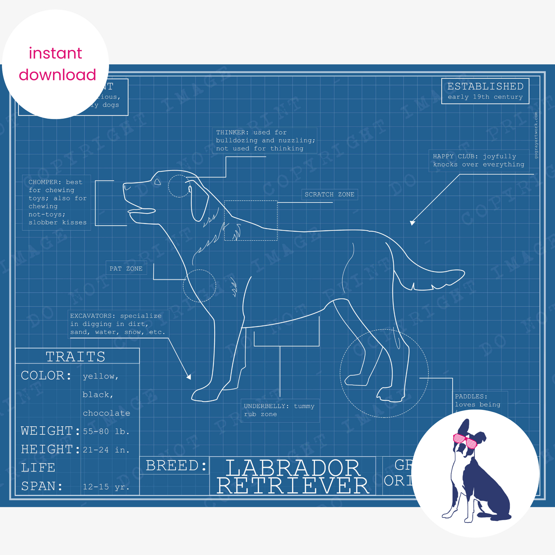 Downloadable Labrador retriever dog breed blueprint artwork