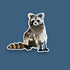 Raccoon sticker