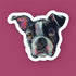 Boston terrier sticker