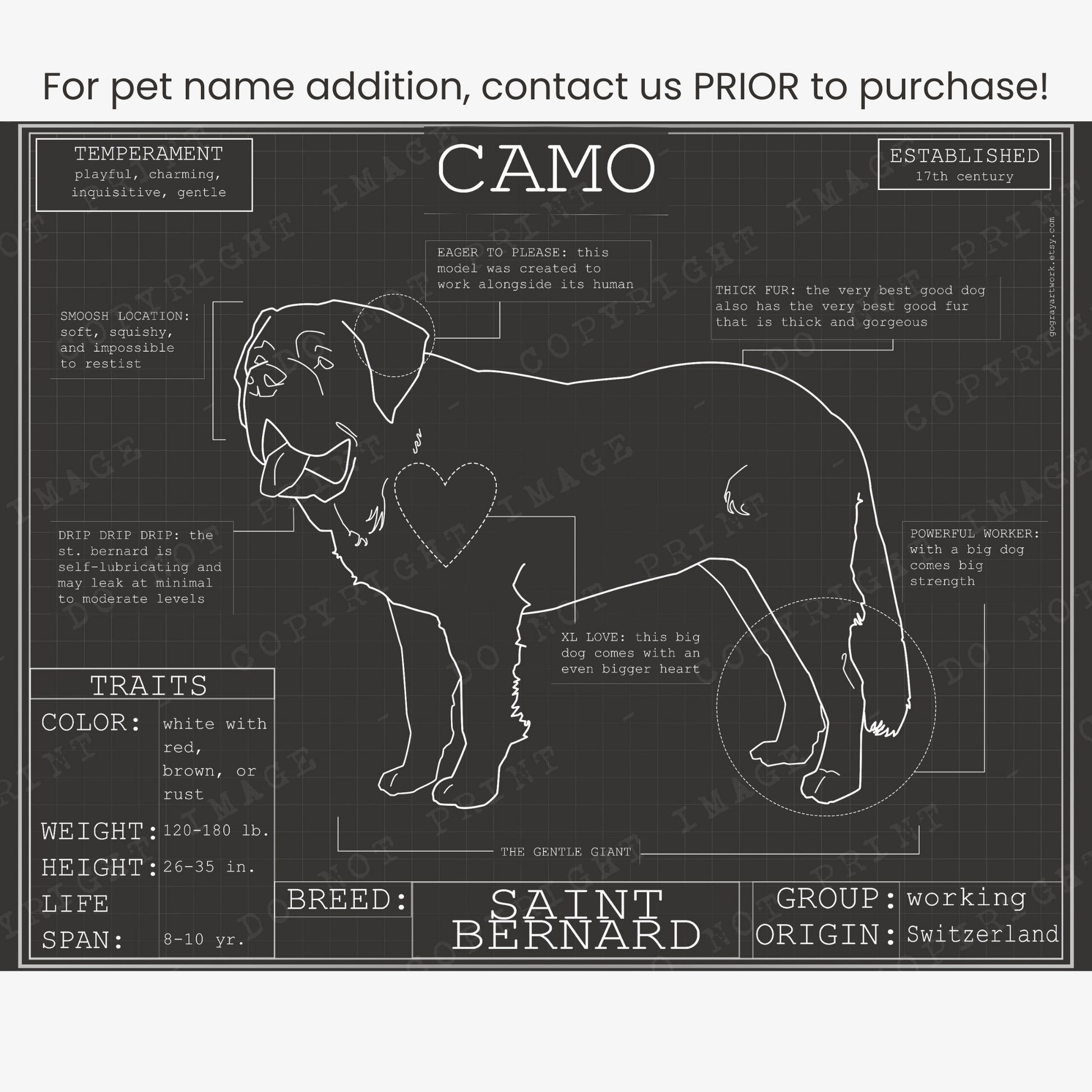 Downloadable Saint Bernard dog breed blueprint artwork
