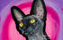 Painting of a sphynx cat with a colorful abstract background